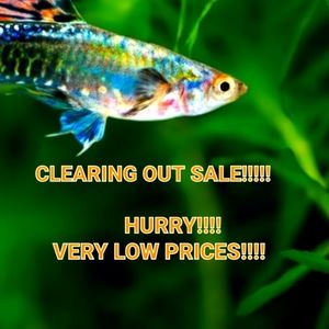 SALES, SALES SALES!!!!!!!!!!!